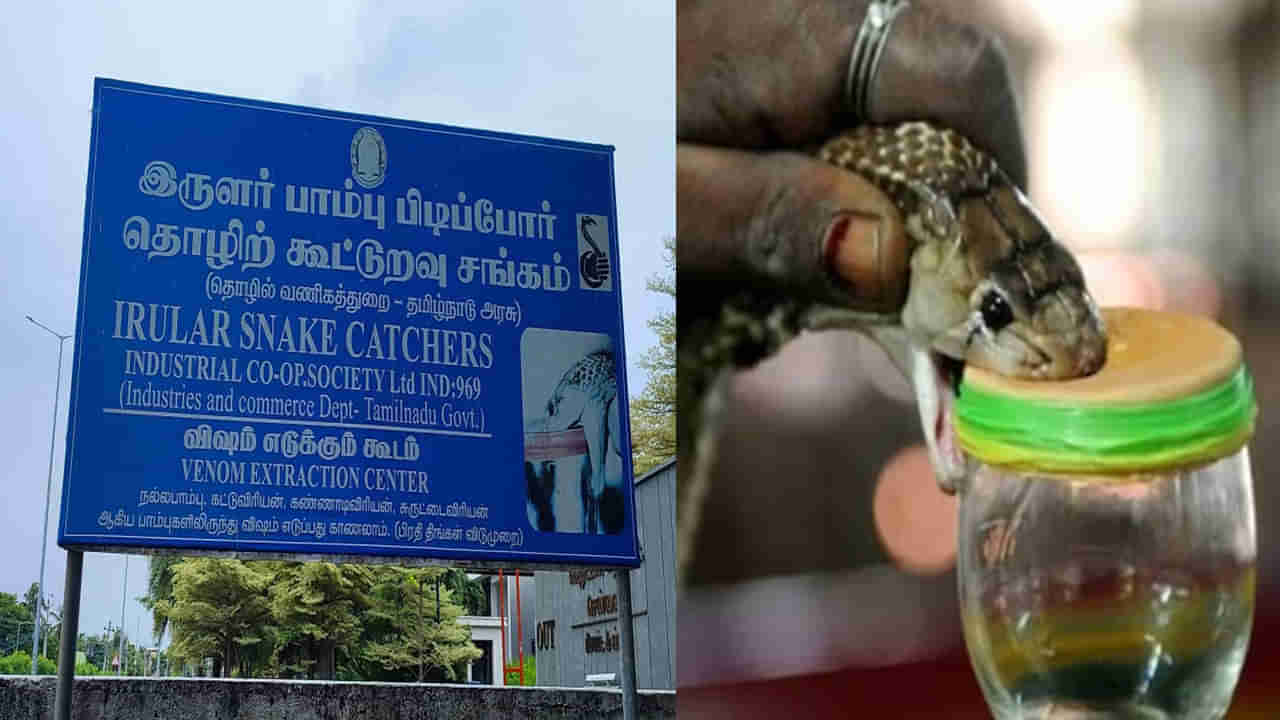 వీరికి పాములంటే భయం లేదు..పిల్లలు సైతం పాము నుంచి విషాన్ని తీస్తారు.. కోట్లలో సంపాదన..