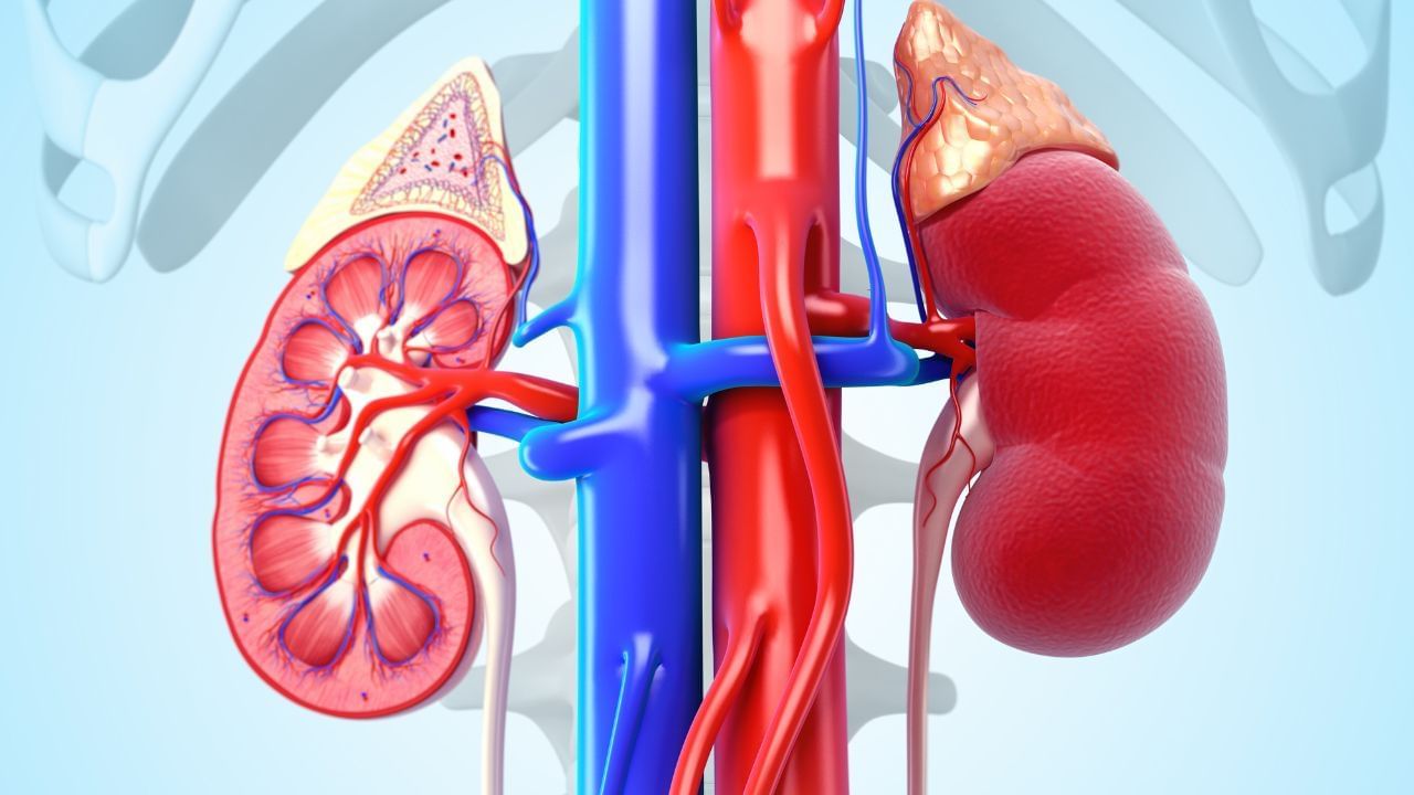 Kidney disease: కిడ్నీలు జాగ్రత్త.. ఈ లక్షణాలను అస్సలు నిర్లక్ష్యం చేయవద్దు..