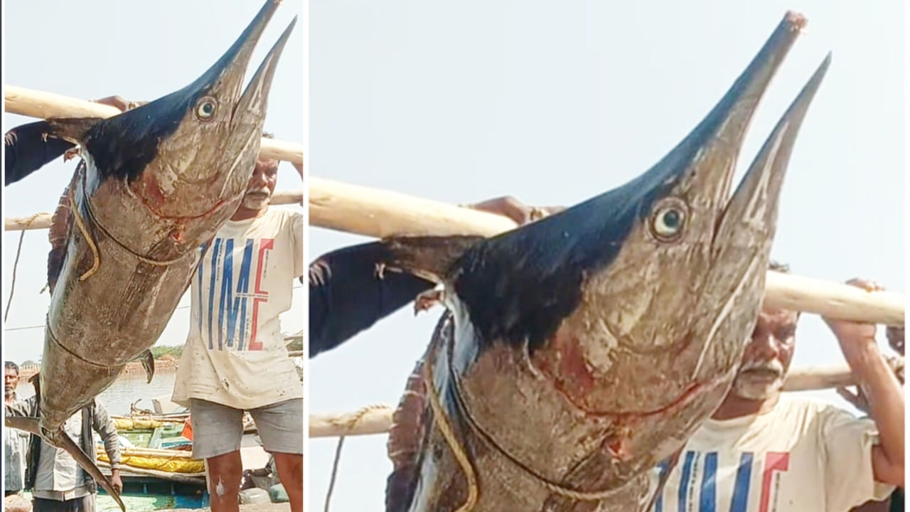 Andhra News: సముద్రంలో చేపల వేటకు వెళ్లిన జాలర్లు.. వల బరువెక్కడంతో పైకి లాగి చూడగా