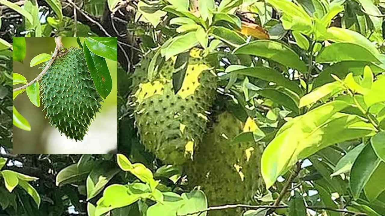 ఒంటినిండా ముళ్లున్న ఈ పండు ఏడాదికి ఒక్కటి తింటే చాలు.. క్యాన్సర్‌కు రామబాణం, గుండెకు శ్రీరామరక్ష..!