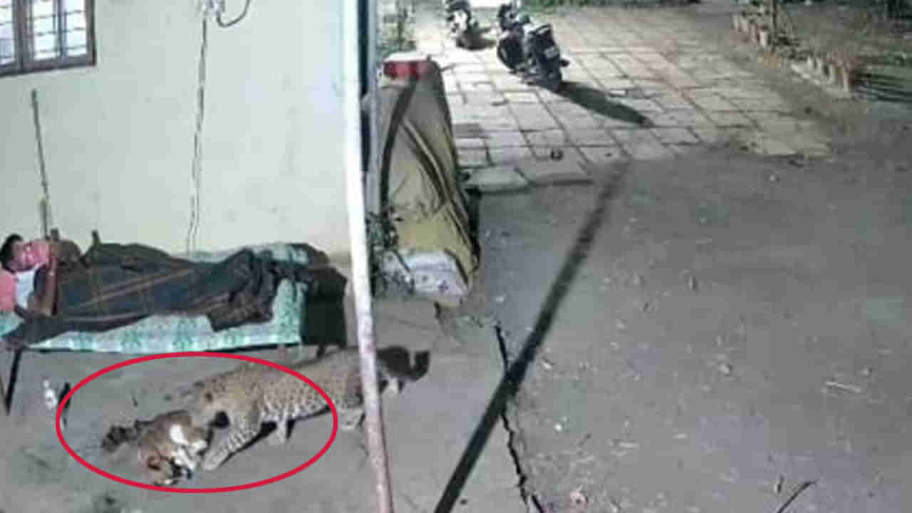 Viral Video: ఆరుబయట పడుకుని ఫోన్ చూస్తున్న వ్యక్తి.. అక్కడికి మెల్లిగా వచ్చిన చిరుత.. ఆపై