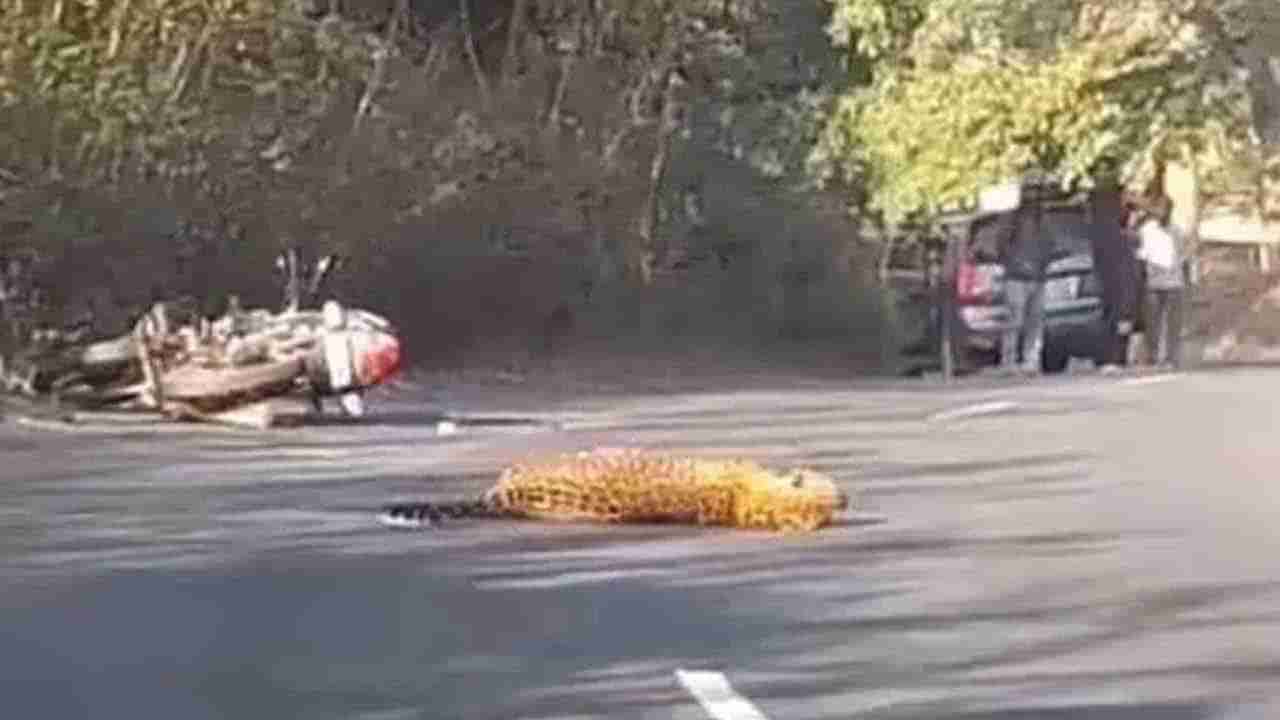 Viral Video: రోడ్డు దాటుతున్న చిరుతను ఢీకొట్టిన బైకర్‌.. తర్వాత ఏం జరిగిందంటే..? షాకింగ్‌ వీడియో వైరల్‌..