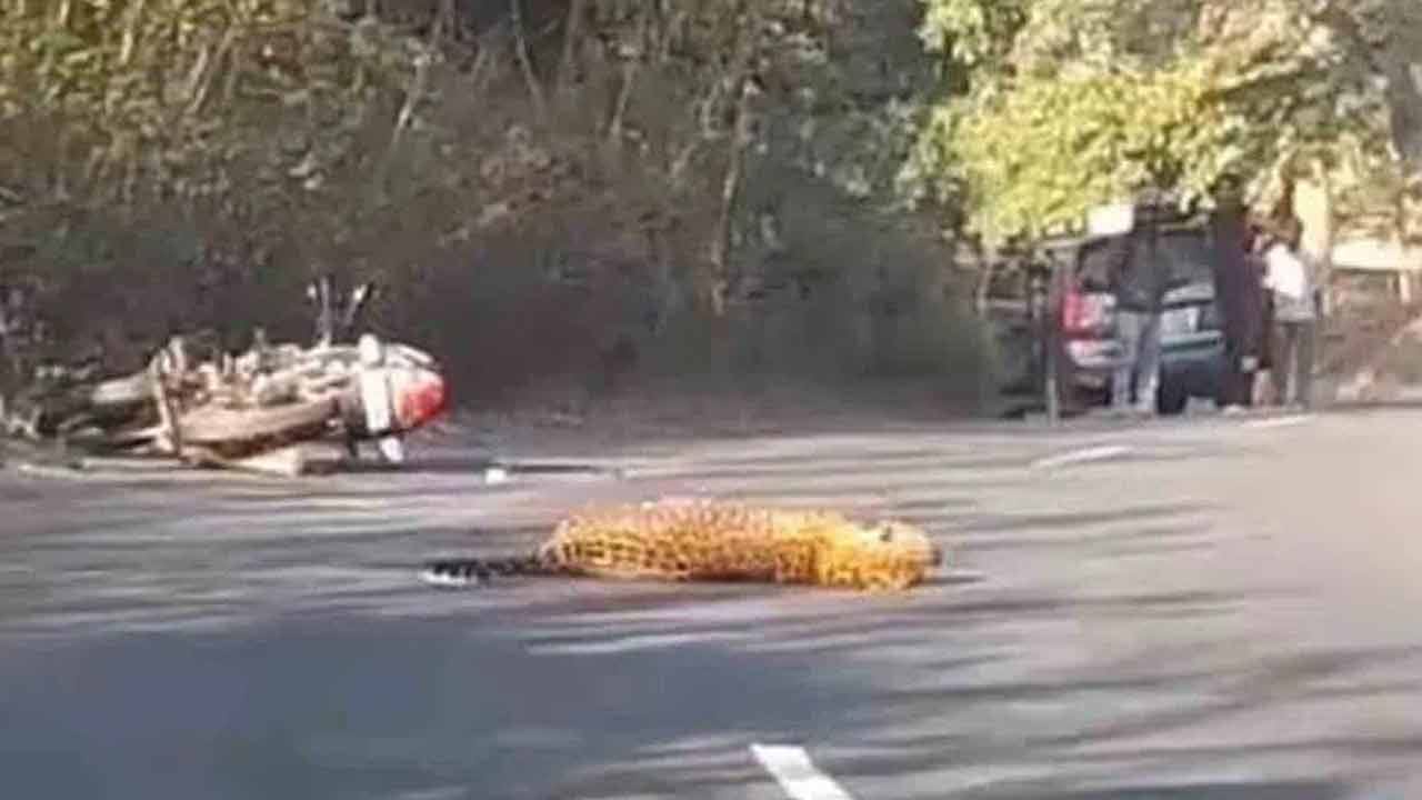 Viral Video: రోడ్డు దాటుతున్న చిరుతను ఢీకొట్టిన బైకర్‌.. తర్వాత ఏం జరిగిందంటే..? షాకింగ్‌ వీడియో వైరల్‌..