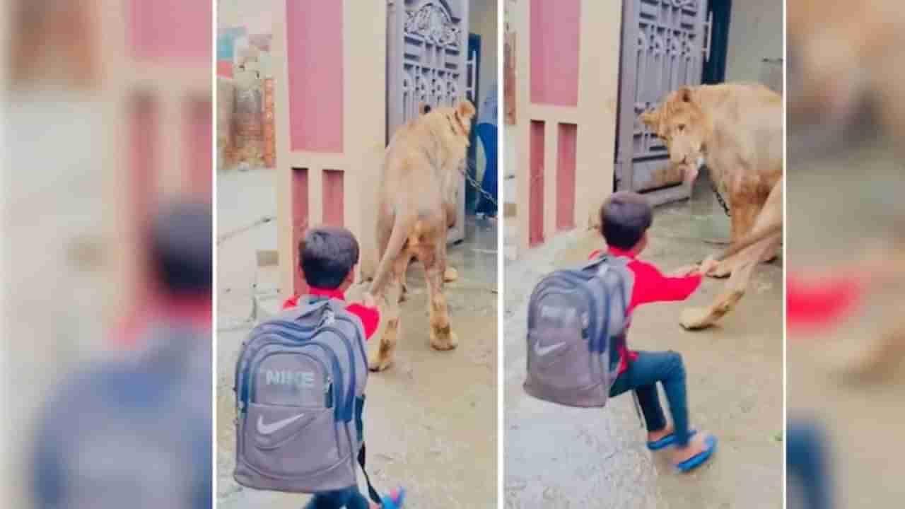 Watch: ఏం ధైర్యంరా బుడ్డోడా.. ఏకంగా సింహంతోనే పరాచకాలా.. వైరల్ వీడియో