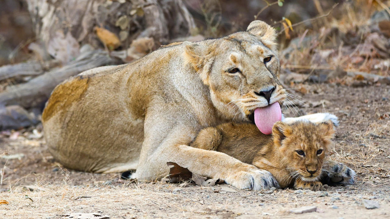 వరల్డ్‌ వైల్డ్‌ లైఫ్‌ డే సందర్భంగా ప్రధాని మోదీ గిర్‌ సందర్శన వన్యప్రాణుల సంరక్షణను మరింత పెంపొందిచే అవకాశం ఉంది. వన్యప్రాణుల సంరక్షణకు కేంద్ర ప్రభుత్వం మరిన్ని చర్యలు తీసుకుంటుందని ఈ సందర్భంగా వన్యప్రాణుల ప్రేమికులు ఆశాభావం వ్యక్తం చేస్తున్నారు. 