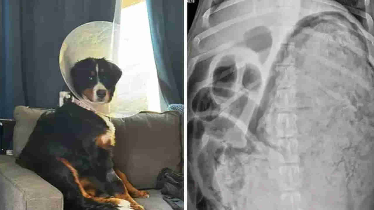 Pet Dog: ఆ పెంపుడు శునకానికి విపరీతంగా వాంతులు.. ఆస్పత్రికి తీసుకెళ్లి.. ఎక్స్ రే తీయగా..