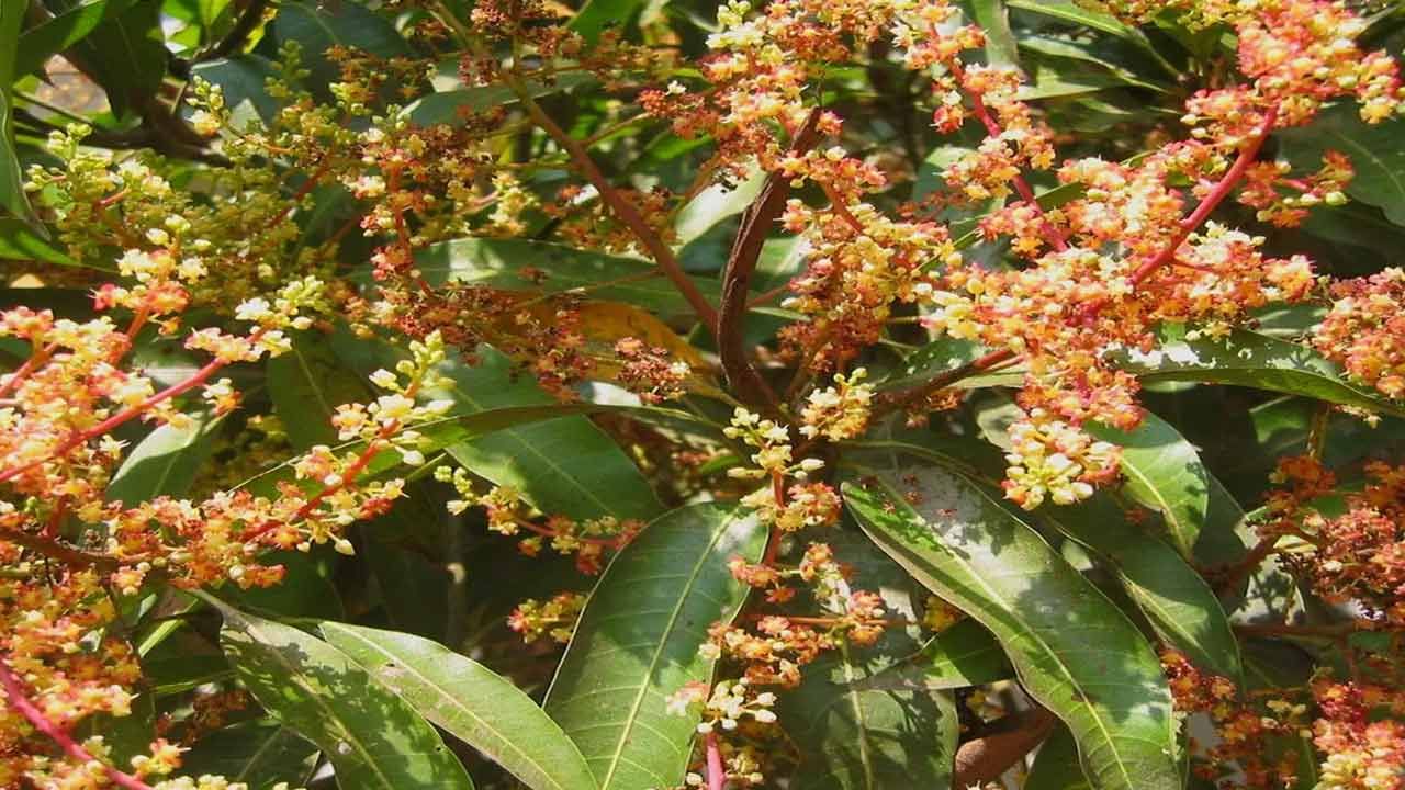 మామిడి పూలను దగ్గు తగ్గించడంలోనూ ఉపయోగిస్తారు. ఇది దగ్గు, ఆస్తమా, బ్రాంకైటిస్ వంటి శ్వాస సంబంధ సమస్యలు రాకుండా కాపాడుతుంది. ఊపిరితిత్తులను ఆరోగ్యంగా ఉంచుతుంది.
మామిడి పూలలో ఫైబర్ ఉంటుంది. దీనిని తినడం వల్ల బరువు అదుపులో ఉంచుకోవచ్చు. బరువు తగ్గాలని చూసేవారు ఈ పువ్వు తినడం మంచిది.