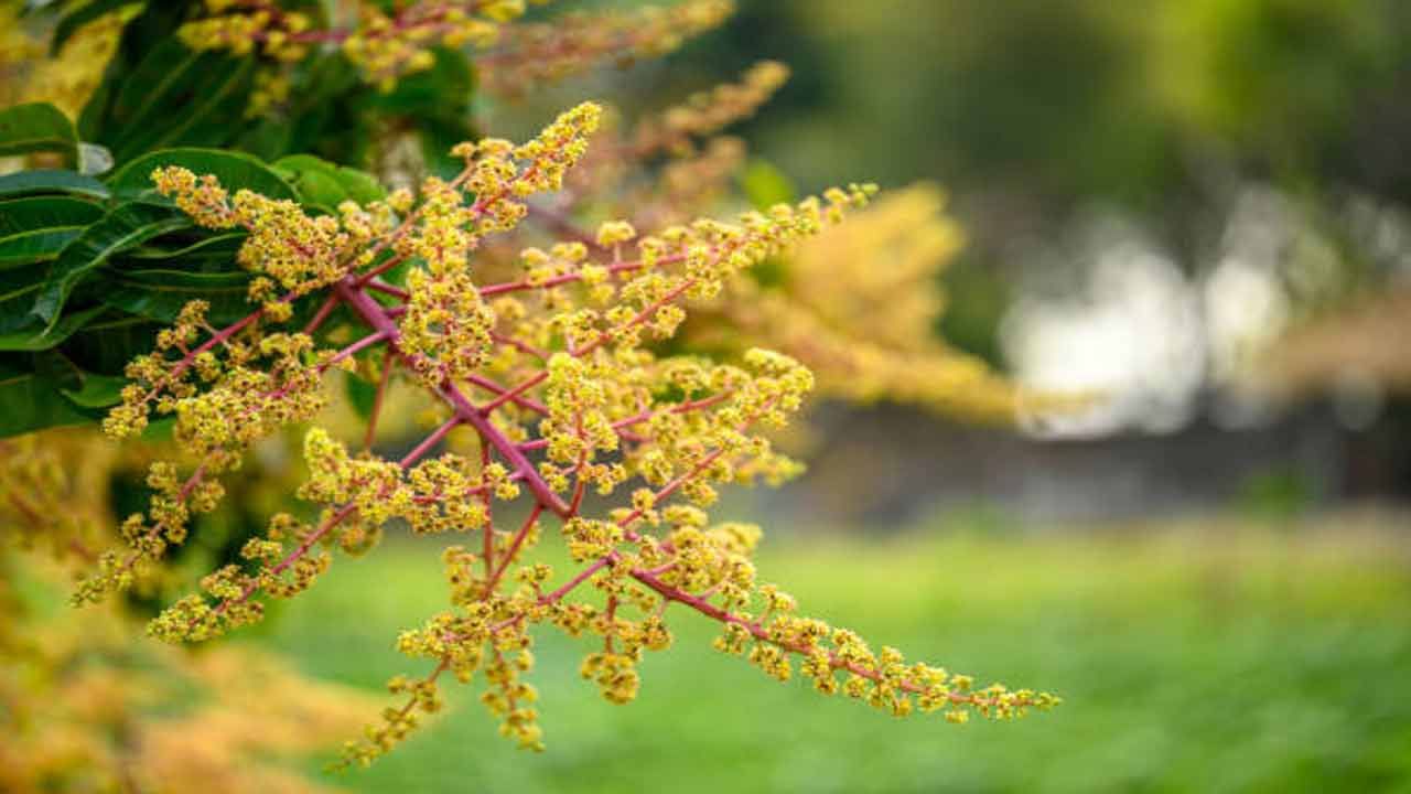 మామిడి పూతలో పుష్కలమైన పోషకాలు ఉన్నాయని నిపుణులు చెబుతున్నారు. ఇవి అజీర్ణం, కడుపు ఉబ్బరం వంటి జీర్ణ సంబంధ సమస్యలు రాకుండా కాపాడుతాయి. జీర్ణశక్తిని మెరుగుపరుస్తాయి. మామిడి పూలలో యాంటీ ఆక్సిడెంట్లు, యాంటీ ఇంఫ్లమేటరీ గుణాలు మెండుగా ఉంటాయి. ఇవి మంట, వాపు వంటి సమస్యలు తగ్గిస్తాయి. కీళ్లను ఆరోగ్యంగా ఉంచి ఆర్థరైటిస్ రాకుండా కాపాడుతాయి.