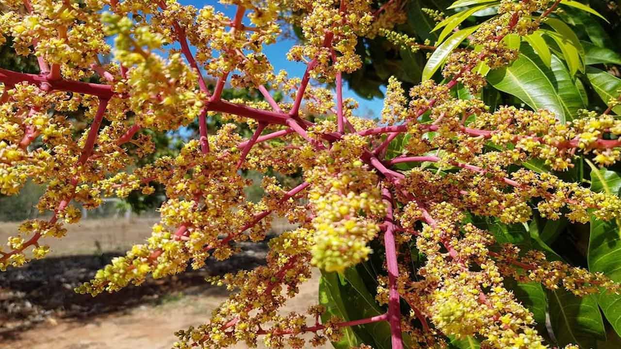 వేసవిలో చాలా మంది ముక్కుదిబ్బడ సమస్యతో బాధపడుతుంటారు. వేడి వల్ల ఈ సమస్య వస్తే, మామిడి పువ్వు వాసన ఈ సమస్యను నయం చేస్తుంది. అంతేకాదు... మామిడి పూలలోని పోషకాలు ఒత్తిడి, ఆందోళన వంటి మానసిక సమస్యలు రాకుండా చూస్తాయి. ఇవి అలసటను కూడా దూరం చేస్తాయి. మెంటల్ క్లారిటీని పెంచుతాయి.