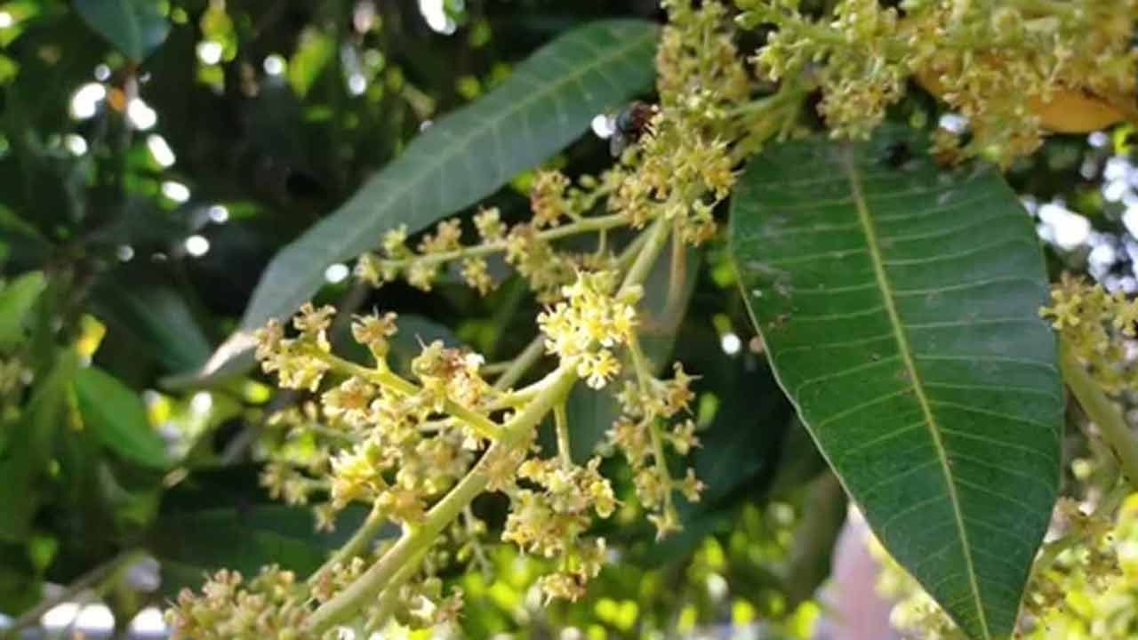 మామిడి పూలలో ఫైబర్ ఉంటుంది. ఇది రక్తంలో షుగర్ లెవెల్స్ పెరగకుండా కాపాడుతుంది. దీంతో డయాబెటిస్ ముప్పు రాకుండా కాపాడుకోవచ్చు. మామిడి పూలలో యాంటీ ఇంఫ్లమేటరీ, యాంటీ మైక్రోబియల్ గుణాలు ఉంటాయి. ఇవి మొటిమలు, యాక్నె వంటి చర్మ సమస్యలు రాకుండా కాపాడుతాయి. చర్మ సౌందర్యాన్ని మెరుగుపరుస్తాయి.