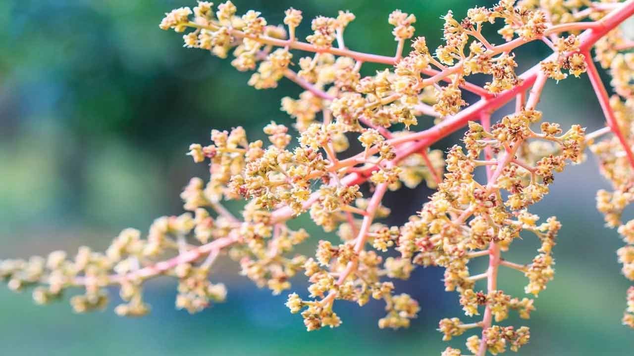 మామిడి పూలలో యాంటీ ఆక్సిడెంట్లు ఉంటాయి. ఇవి రోగనిరోధక శక్తిని పెంచుతాయి. తద్వారా అనేక రకాల ఇన్పెక్షన్లు రాకుండా చూసుకోవచ్చు. మామిడి పూలలో యాంటీ ఆక్సిడెంట్లు, యాంటీ ఇంఫ్లమేటరీ గుణాలు ఉంటాయి. ఇవి శరీరంలో రక్త ప్రసరణ మెరుగ్గా జరిగేలా చూస్తాయి. దీంతో గుండెను ఆరోగ్యంగా ఉంచుకోవచ్చు. హృదయ సంబంధ సమస్యలు రాకుండా ఉంటాయి.