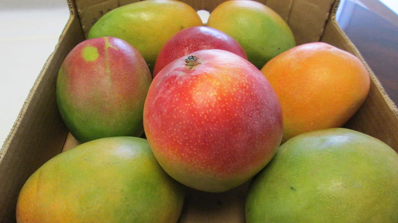 మామిడి పండ్లలో మాంగిఫెరిన్ అనే యాంటీఆక్సిడెంట్ ఉంటుంది, ఇది క్యాన్సర్ నిరోధక లక్షణాలను కలిగి ఉందని తేలింది. మాంగిఫెరిన్ కణాలను దెబ్బతినకుండా రక్షించడంలో సహాయపడుతుంది మరియు క్యాన్సర్ కణాల పెరుగుదలను నిరోధించడంలో సహాయపడుతుంది.