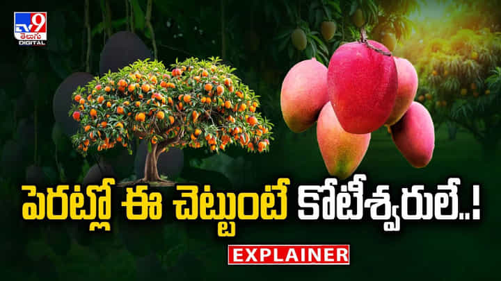 ఏంటీ.. కేజీ మామిడి రూ.3 లక్షలా?.. పెరట్లో ఈ చెట్టుంటే కోటీశ్వరులే వీడియో ఏంటీ.. కేజీ మామిడి రూ.3 లక్షలా?.. పెరట్లో ఈ చెట్టుంటే కోటీశ్వరులే వీడియో