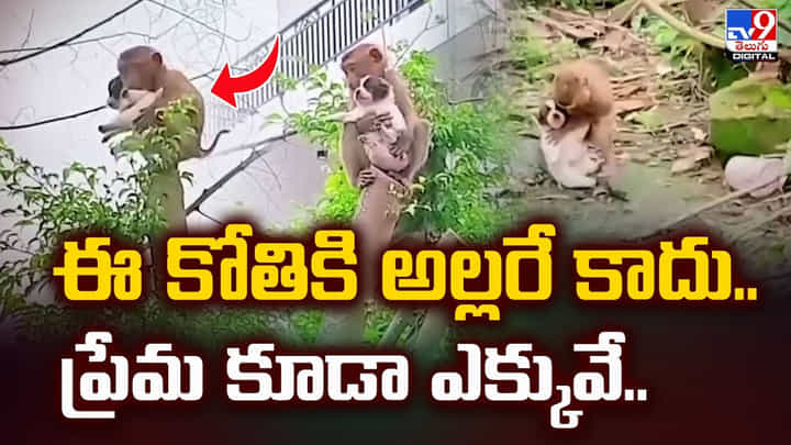 ఈ కోతికి అల్లరే కాదు.. ప్రేమ కూడా ఎక్కువే..వీడియో ఈ కోతికి అల్లరే కాదు.. ప్రేమ కూడా ఎక్కువే..వీడియో