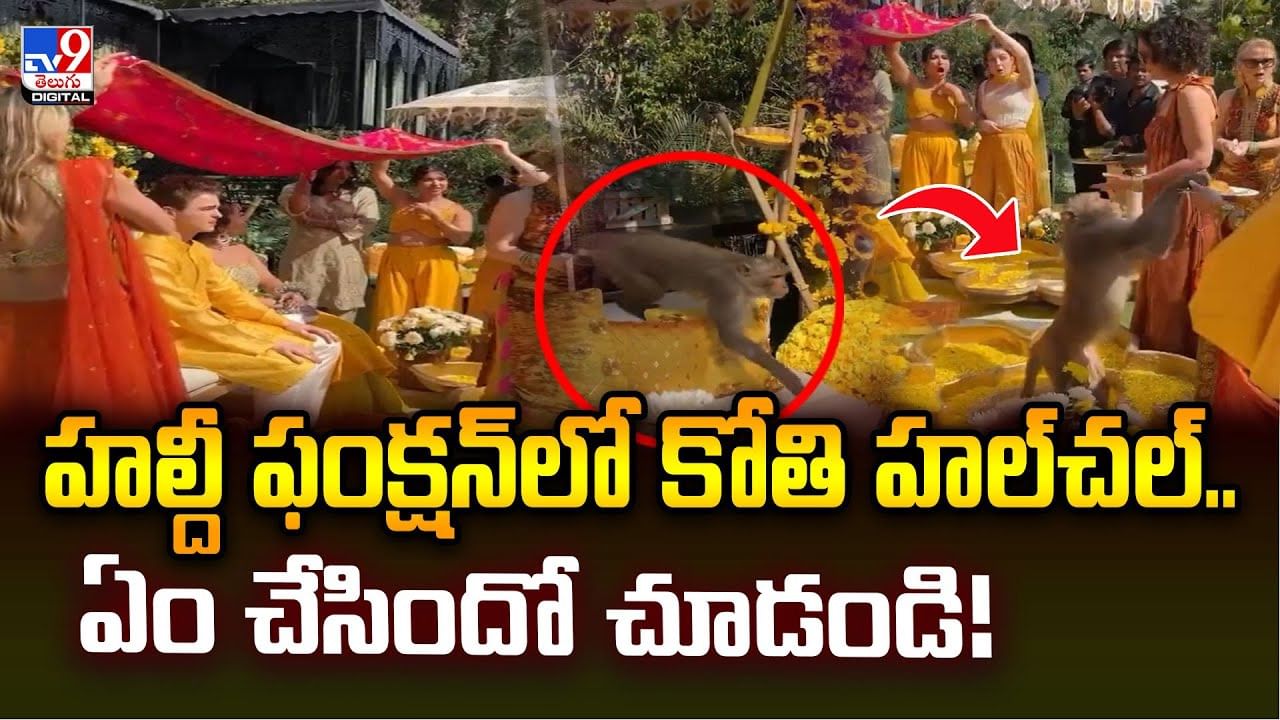హల్దీ ఫంక్షన్‌లో కోతి హల్‌చల్‌.. ఏం చేసిందో చూడండి