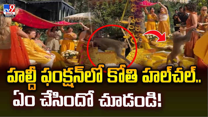 హల్దీ ఫంక్షన్లో కోతి హల్చల్.. ఏం చేసిందో చూడండి హల్దీ ఫంక్షన్లో కోతి హల్చల్.. ఏం చేసిందో చూడండి