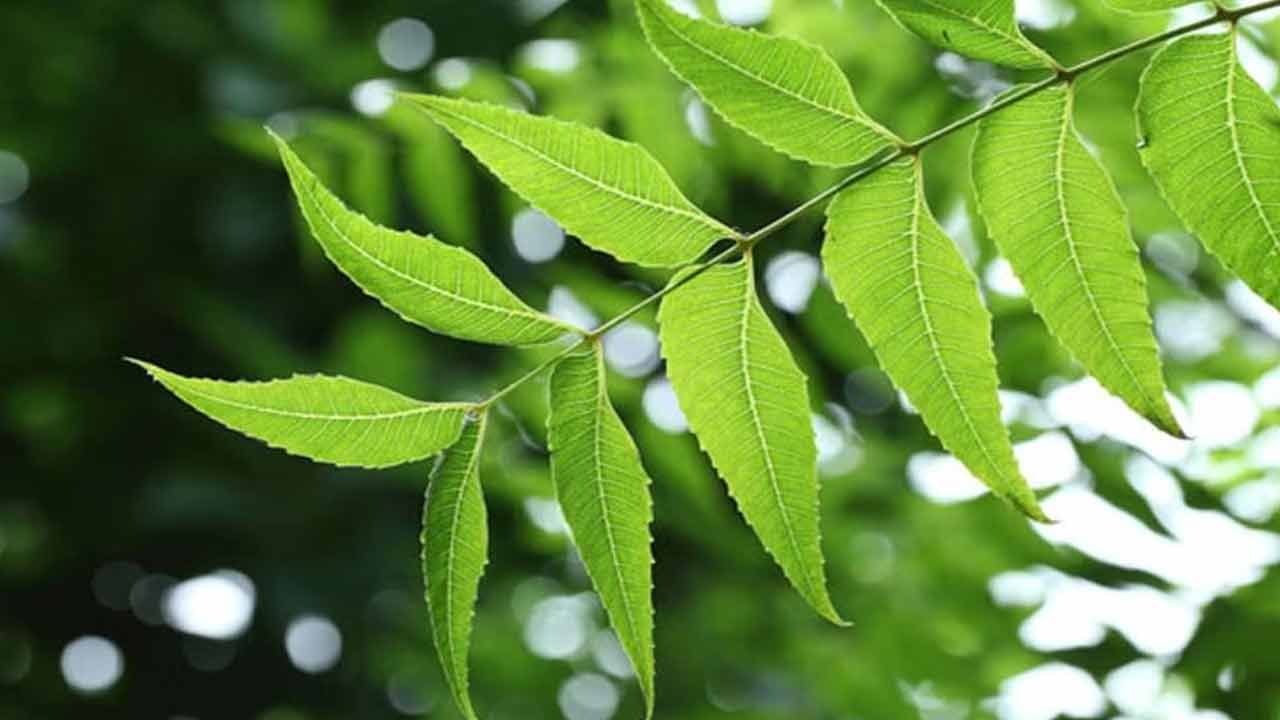 అయితే ఎక్కువగా తీసుకోవడం మాత్రం మంచిది కాదు. వేపాకును తీసుకునే వారికి ఎటువంటి దుష్ప్రభావాలు కనిపించినా, వెంటనే దానిని వాడడం మానేయాలి. దీర్ఘకాలిక వ్యాధులకు, సీజనల్ వ్యాధులకు, రకరకాల ఇన్ఫెక్షన్లకు దివ్య ఔషధంలా పనిచేసే వేపాకులో ఉన్న గుణాలను దృష్టిలో పెట్టుకుని ప్రతిరోజు ఒక క్రమ పద్ధతిలో దాని వినియోగం చేస్తే అది ఖచ్చితంగా సత్ఫలితాలను ఇస్తుంది.