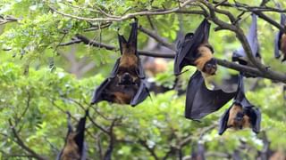 మనం తినే ఆహారంలో తాగే నీటిలో మైక్రోప్లాస్టిక్‌లు..! ఆరోగ్యానికి ముప్పు..!