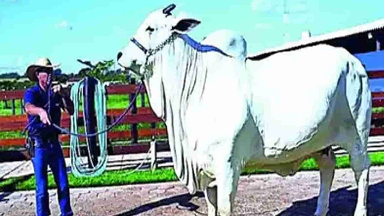 Ongole breed cow: ఒంగోలు జాతి ఆవు @రూ.41 కోట్లు.. ఎందుకు దానికి ఇంత డిమాండ్