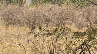 Watch: పెళ్లి కూతురు లుక్‌లో అదరగొట్టిన కర్ణాటక బాడీబిల్డర్ చిత్ర పురుషోత్తం..!