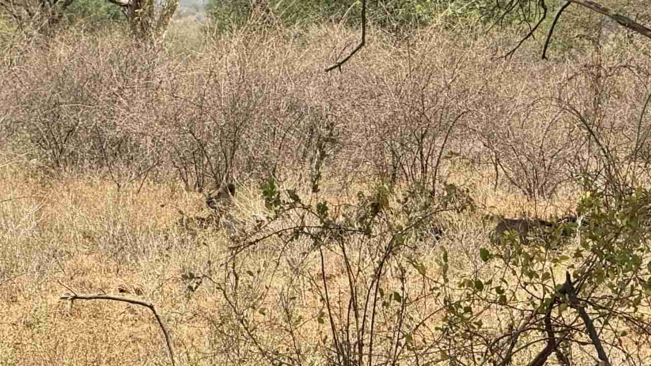 Optical illusion: మీరు జీనియస్ అయితే ఈ చిత్రంలో సింహం ఎక్కడ ఉందో చెప్పండి చూద్దాం..!