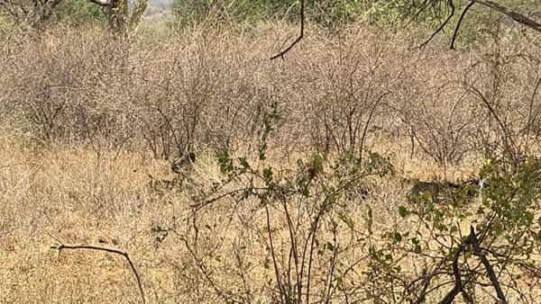Optical illusion: మీరు జీనియస్ అయితే ఈ చిత్రంలో సింహం ఎక్కడ ఉందో చెప్పండి చూద్దాం..!