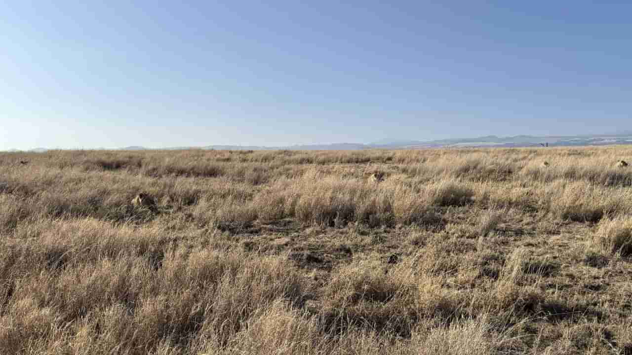 Optical illusion: మీరు జీనియస్ అయితే దాగివున్న సింహాలను కనిపెట్టండి చూద్దాం..!