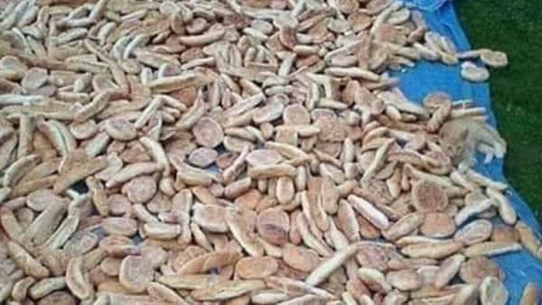 Optical illusion: మీ మైండ్ షార్ప్ అయితే పిల్లి ఎక్కడుందో కనిపెట్టండి చూద్దాం..!