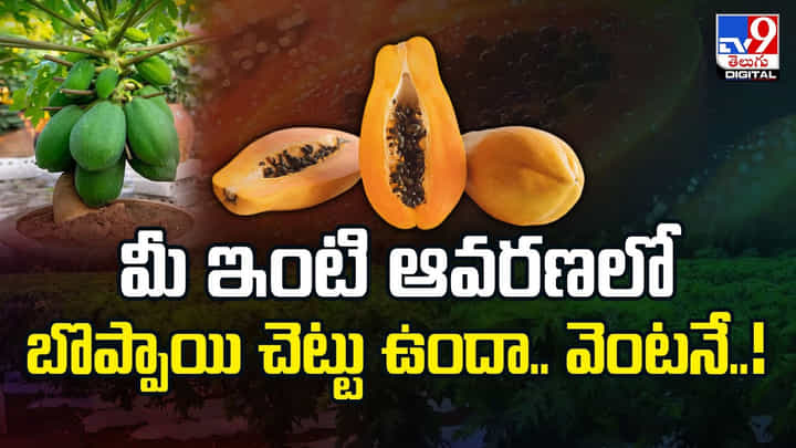 మీ ఇంటి ఆవరణలో బొప్పాయి చెట్టు ఉందా.. వెంటనే..! మీ ఇంటి ఆవరణలో బొప్పాయి చెట్టు ఉందా.. వెంటనే..!