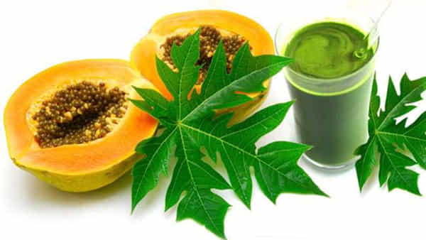Papaya Leaves: ఆ పేషెంట్లకు వరం... బొప్పాయి ఆకుల రసం.. రోజుకో స్పూన్ తాగితే ఎన్ని లాభాలో..