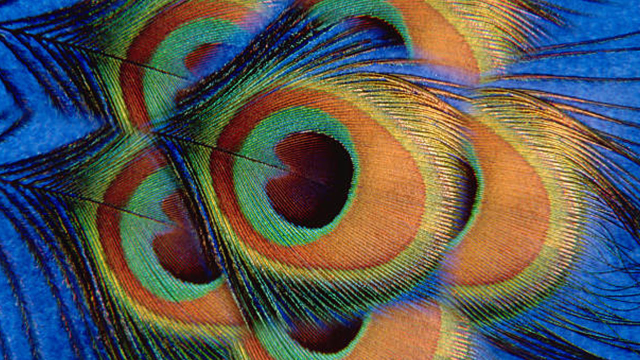 దంపతుల మధ్య వివాదాలా.. ఇంట్లోని పూజ గదిలో రెండు నెమలి ఈకలను కలిపి ఉంచడం వల్ల వైవాహిక జీవితానికి సంబంధించిన సమస్యలు తొలగిపోతాయి. అంతేకాదు నెమలి ఈకలను ఇలా ఇంట్లో పెట్టుకోవడం వలన ఇంట్లోని ప్రతికూల శక్తి కూడా తొలగిపోతుంది.