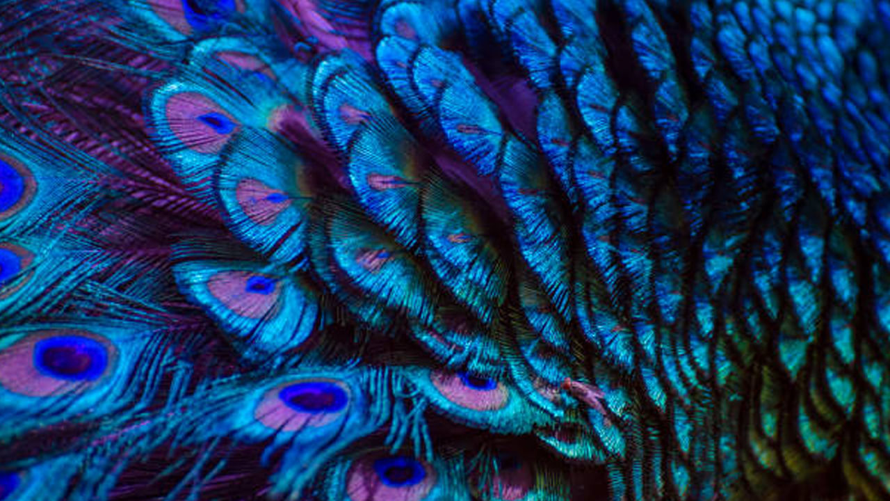 ఇంటి ప్రధాన ద్వారం తూర్పు, ఉత్తరం లేదా ఈశాన్యం వంటి దిశల్లో లేకుంటే లేదా ప్రధాన ద్వారంలో ఏదైనా వాస్తు లోపం ఉంటే.. ఆ ఇంటి ప్రధాన ద్వారం తలుపుపై కూర్చున్న గణేశుడిని ప్రతిష్టించాలి. గణపతి నెత్తిమీద మూడు నెమలి ఈకలను ఉంచండి.