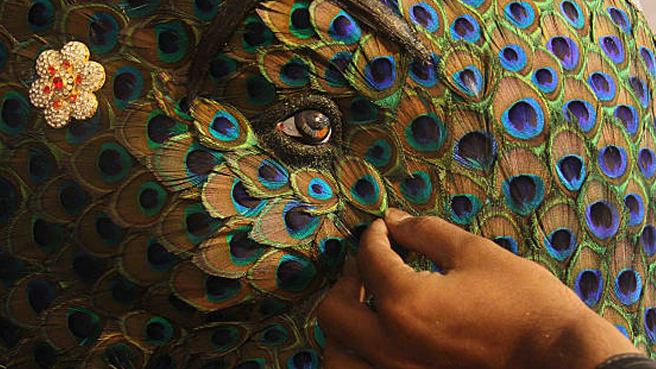 ఇంట్లోని డ్రాయింగ్ రూమ్ లేదా డైనింగ్ రూమ్లో 11, 15 లేదా అంతకంటే ఎక్కువ నెమలి ఈకలను కలిపి ఉంచడం వల్ల కుటుంబ సభ్యుల మధ్య పరస్పర సామరస్యం మెరుగుపడుతుందని.. ఇంటి సభ్యుల మధ్య ప్రేమ నెలకొంటుందని నమ్మకం.