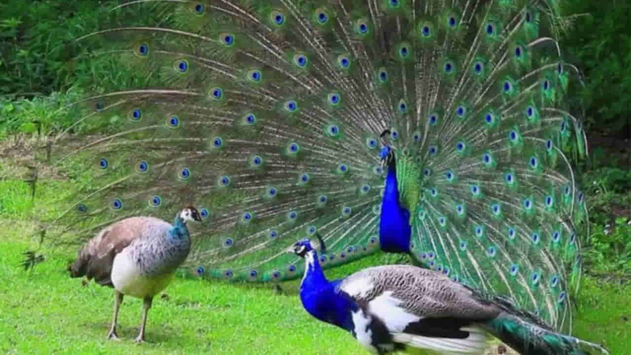 Telangana: బర్డ్ ప్లూ భయాల వేళ నెమలి మాంసంతో వ్యాపారం.. అడ్డంగా బుక్కయ్యాడు..