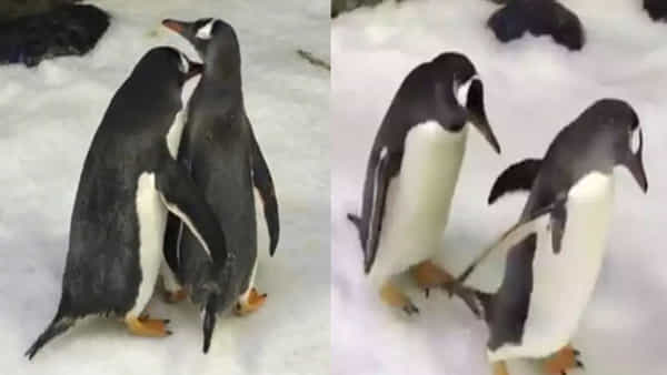 Penguin Divorce: ఓరి దేవుడా.. మనిషిలా తయారవుతున్న పెంగ్విన్లు..పెరిగిపోతున్న సహజీనం, వివాహేతర సంబంధాలు, విడాకులు