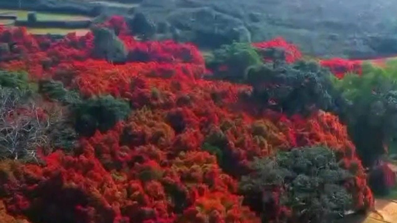 Pink Forest In Andhra