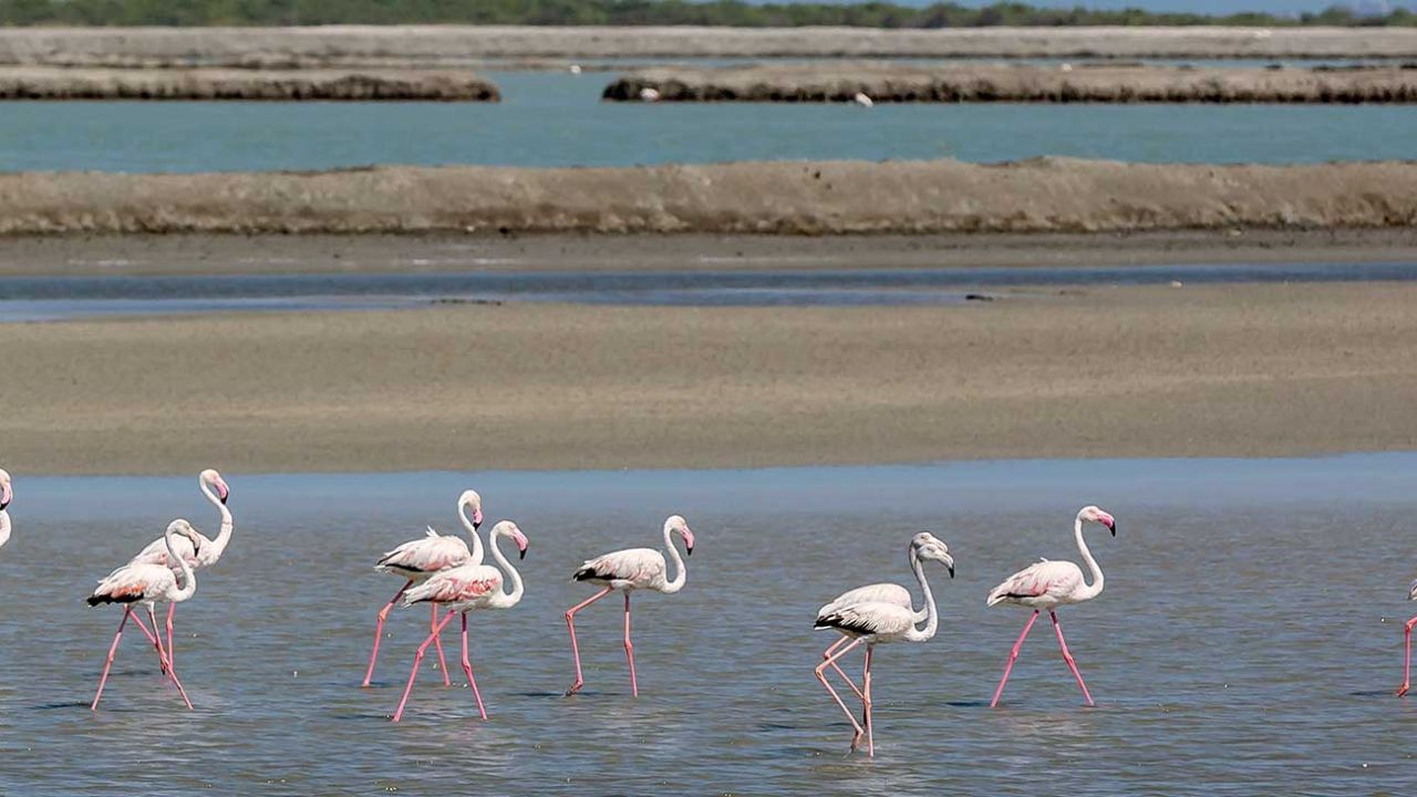 పీరోటాన్ ఐలాండ్ (గుజరాత్, ఆఫ్ ద కోస్ట్ ఆఫ్ కచ్) పిరోటన్ ఐలాండ్ గుజరాత్లోని కచ్ గల్ఫ్లో ఉంది. ఈ ఐలాండ్ అనేక వలస పక్షులకు నిలయంగా ఉండడంతో పాటు అద్భుతమైన బీచ్లకు ప్రసిద్ధి. అలాగే ఈ ఐలాండ్ సముద్ర జీవాలకు ప్రాధాన్యత కలిగిన ప్రదేశం. మెరైన్ నేషనల్ పార్క్లో భాగమైన ఈ ఐలాండ్ స్నార్కెలింగ్ చేసే వారికి ప్రత్యేకమైన అనుభవాన్ని ఇస్తుంది. పిరోటన్ ఐలాండ్ తన నిశ్శబ్దత, ప్రకృతితో సమ్మేళనంలో ప్రశాంతతను ఇష్టపడే వారికి ఉత్తమ గమ్యం.