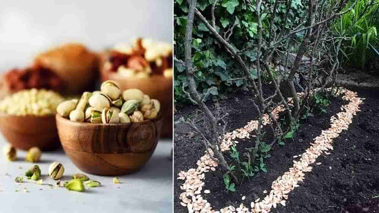 Pistachio shells: పిస్తా పొట్టును ప‌డేయ‌కండి.. దాంతో క‌లిగే లాభాలు తెలిస్తే ఇక‌పై ప‌డేయ‌రు..!