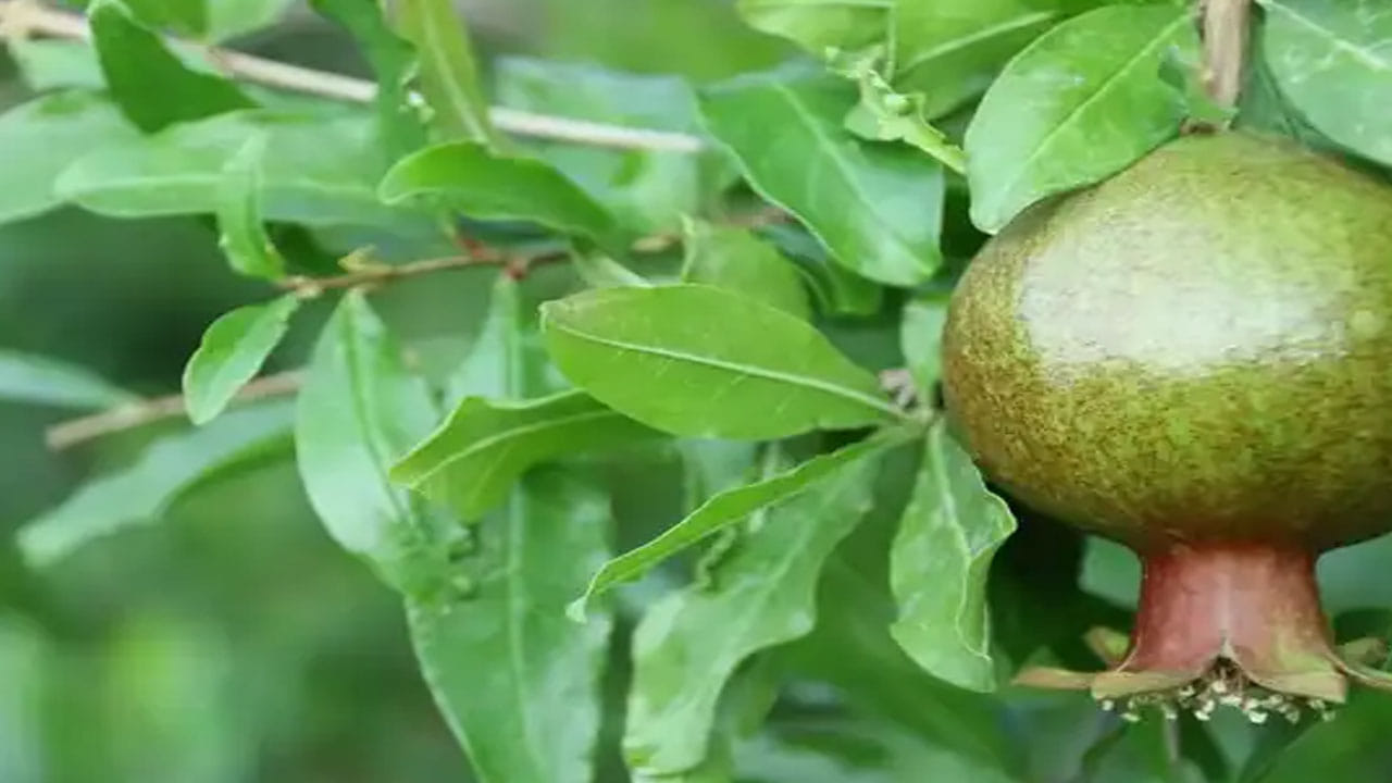 దానిమ్మ ఆకులను అనేక సాధారణ వ్యాధులను నయం చేయడానికి ఉపయోగిస్తారని ఆయుర్వేద నిపుణులు చెబుతున్నారు. దానిమ్మ ఆకులతో రోగనిరోధక వ్యవస్థ బలపడుతుంది. కామెర్లు, విరేచనాలు, కడుపు నొప్పి, నిద్రలేమి వంటి సమస్యలకు దివ్యౌషధంగా పనిచేస్తుంది. ఈ ఆకులతో చేసిన కషాయం శరీరంలో కొవ్వు తగ్గడానికి కూడా సహాయపడుతుంది.