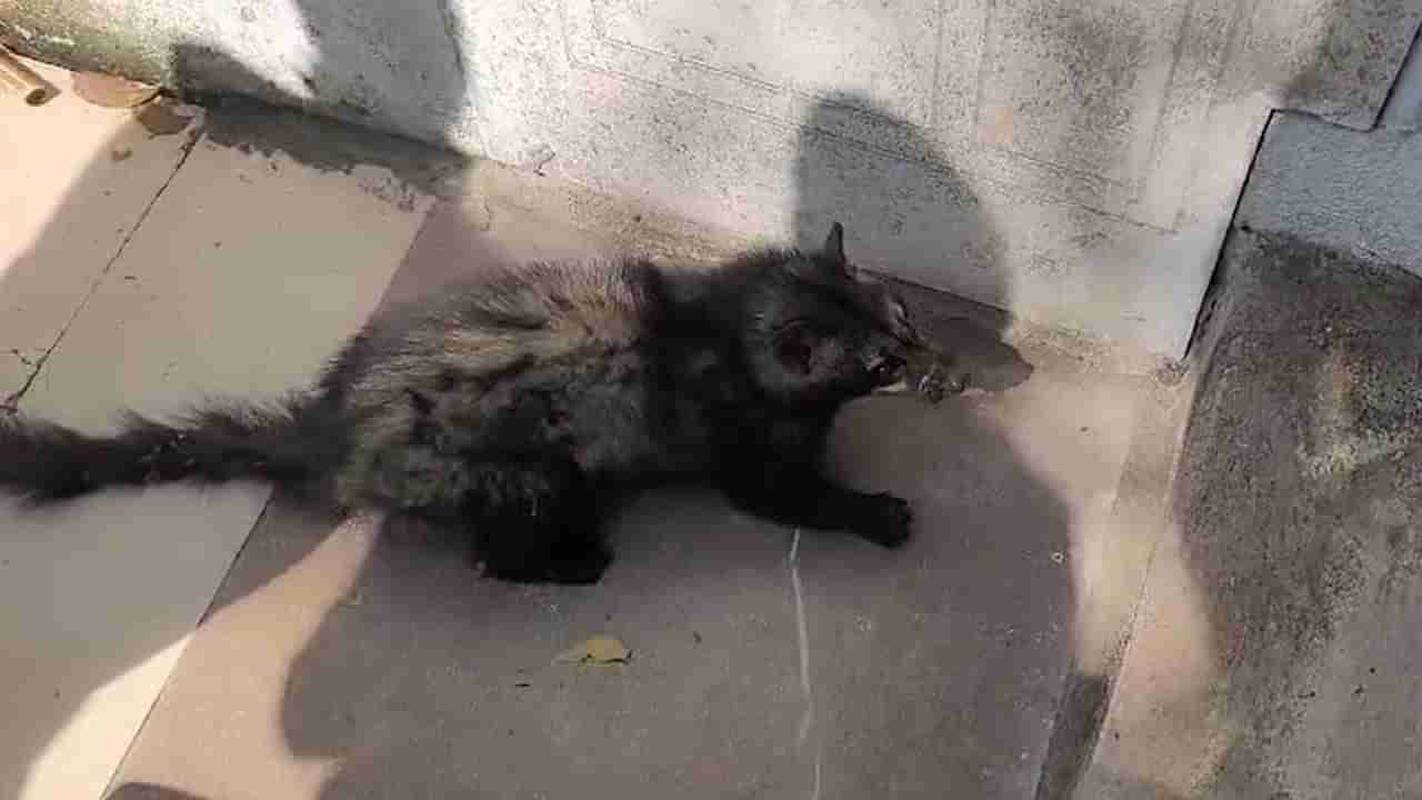 భయబ్రాంతులకు గురి చేసిన వింత జంతువు.. ఫారెస్ట్ అధికారుల ఎంట్రీతో..!