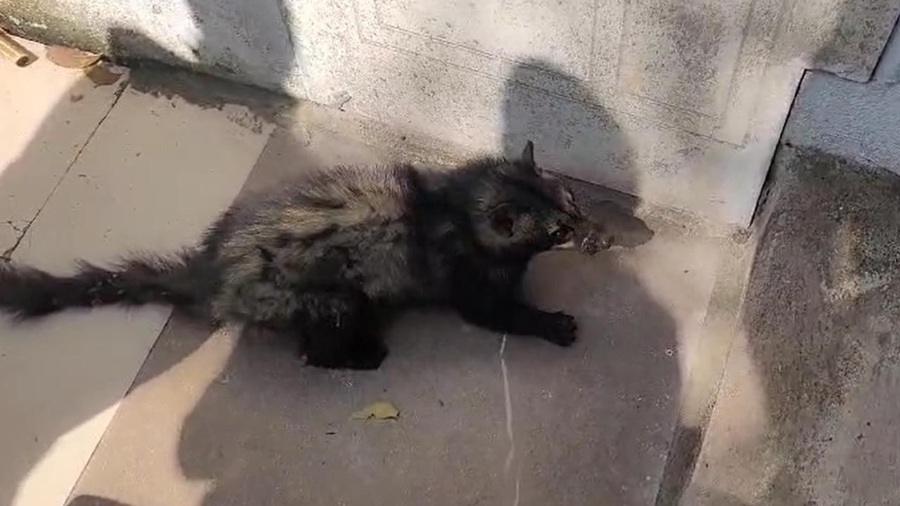 భయబ్రాంతులకు గురి చేసిన వింత జంతువు.. ఫారెస్ట్ అధికారుల ఎంట్రీతో..!