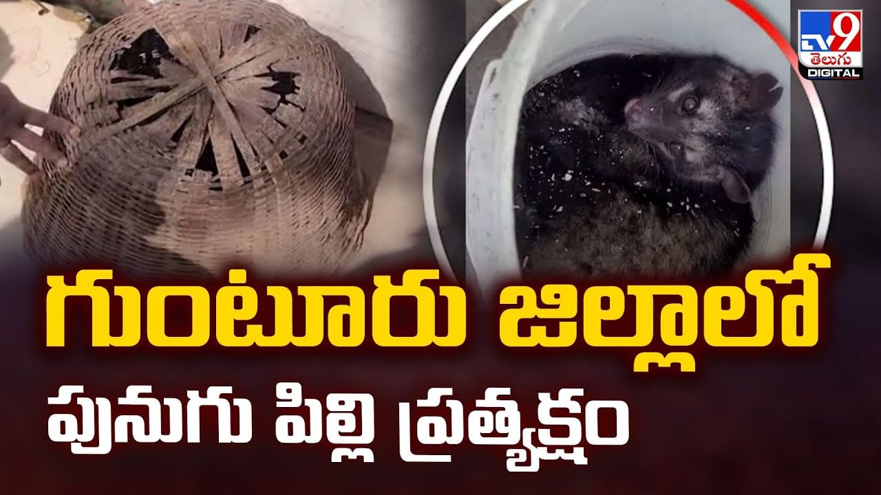 తాడేపల్లిలో వింత జంతువు ప్రత్యక్షం.. దాన్ని చూసి భయపడిన స్థానికులు