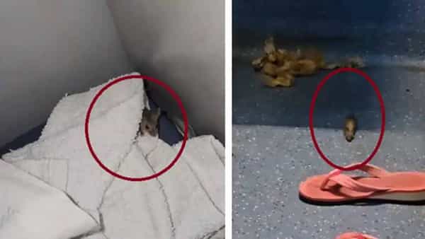 Viral Video: ఏందయ్యా ఇదీ.. అందుకేనా అంత డబ్బు చెల్లించి టికెట్ కొన్నది? రైలు ప్రయాణికుడికి చేదు అనుభవం..