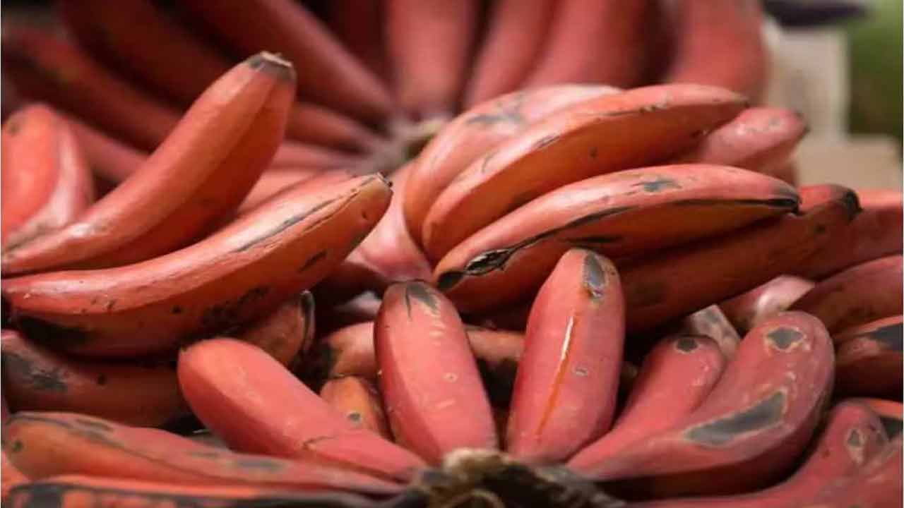 ఎర్ర అరటిపండులో యాంటీఆక్సిడెంట్లు, ఫైబర్, అనేక పోషకాలు పుష్కలంగా ఉంటాయి. ఇది ఆరోగ్యకరమైన ఆహారంలో భాగంగా తీసుకోవచ్చు. ఇందులో పొటాషియం పుష్కలంగా ఉంటుంది. ఇది రక్తపోటును నియంత్రించడంలో, గుండె ఆరోగ్యాన్ని జాగ్రత్తగా చూసుకోవడంలో సహాయపడుతుంది.