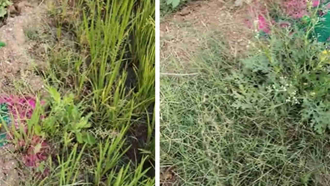 Telangana: పొలం గట్టుపై కనిపించిన వింత ఆకారాలు.. వెళ్లి చూడగా బిత్తరపోయిన రైతులు