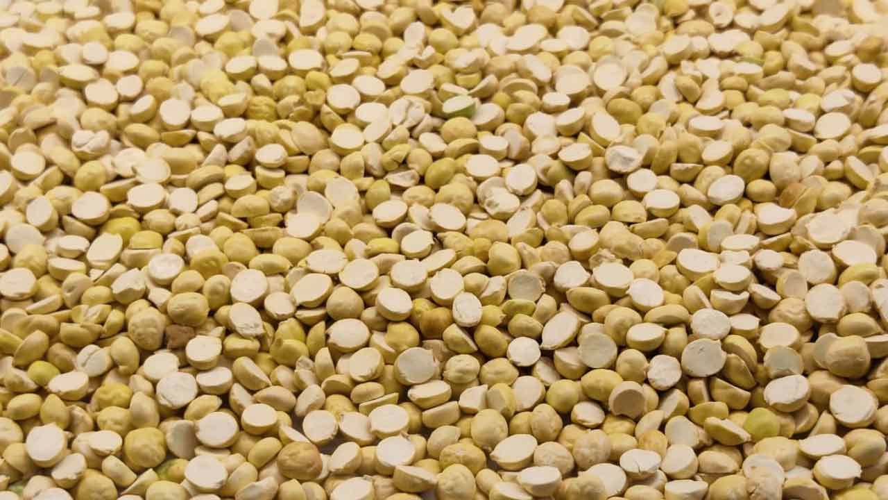 పుట్నాలపప్పులో పోషకాలు పుష్కలంగా నిండి ఉంటాయి. ఇందులో ఫైబర్, ప్రోటీన్స్ సమృద్ధిగా నిండి ఉంటాయి. ఇవి జీర్ణమవ్వడానికి ఎక్కువ సమయం పడుతుంది. కాబట్టి, చాలా సేపటి వరకు కడుపు నిండిన భావనతో త్వరగా ఆకలి వేయకుండా ఉంటుంది. పుట్నాల పప్పు తినటం వల్ల జీర్ణ సమస్యలు తగ్గడం, బరువు తగ్గడం దగ్గర్నుంచి అనేక సమస్యల్ని దూరం చేస్తాయి.