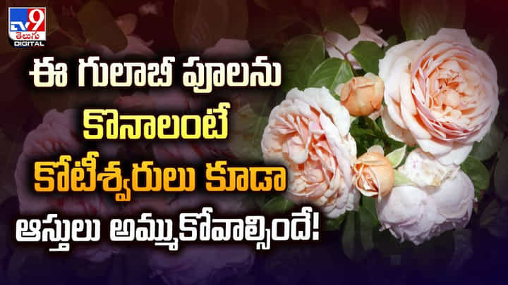 ఈ గులాబీ పూలను కొనాలంటే కోటీశ్వరులు కూడా ఆస్తులు అమ్ముకోవాల్సిందే ఈ గులాబీ పూలను కొనాలంటే కోటీశ్వరులు కూడా ఆస్తులు అమ్ముకోవాల్సిందే