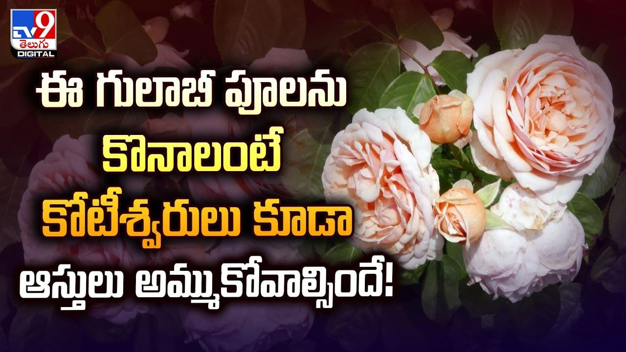 ఈ గులాబీ పూలను కొనాలంటే కోటీశ్వరులు కూడా ఆస్తులు అమ్ముకోవాల్సిందే