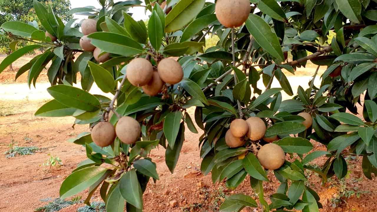 ఆరోగ్యకరమైన పేగు కదలికలకు సపోటా ఎంతో మేలు చేస్తుంది. ఈ పండు కేవలం రుచికరమైనది కాదు.. ఇది బరువు తగ్గడంలో కూడా సహాయపడుతుంది. ఇందులోని అధిక ఫైబర్ కంటెంట్ శరీరంలో పేరుకుపోయిన సూక్ష్మపోషకాలను కరిగించడంలో సహాయపడుతుంది. ఇందులో ఉండే విటమిన్లు శరీరం సరిగ్గా పని చేసేందుకు సహాయపడతాయి.