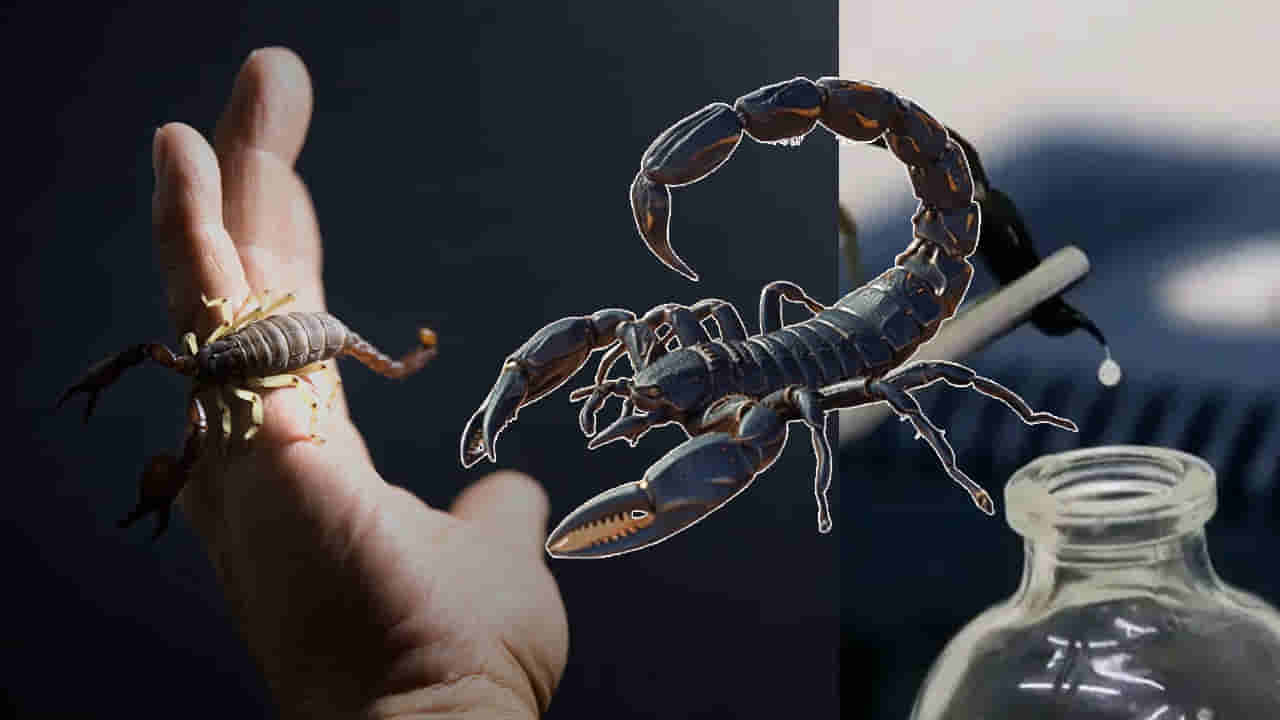 Scorpion Venom: అది విషం కాదు.. దివ్యౌషధం.. లీటర్ ధరెంతో తెలిస్తే మైండ్ బ్లాంకే..